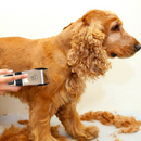 GroomingPet™ Kit de Peluquería Para Mascotas ✂️🐕