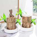 Lucky™ Planta Brasileña Para la Buena Suerte 🎋