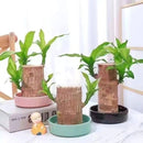 Lucky™ Planta Brasileña Para la Buena Suerte 🎋