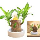 Lucky™ Planta Brasileña Para la Buena Suerte 🎋