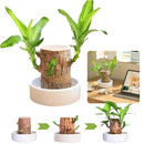 Lucky™ Planta Brasileña Para la Buena Suerte 🎋